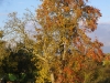Un arbre majestueux