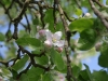 Bourgeons
