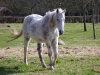 Cheval blanc