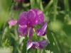 Une fleur après un orage
