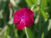 fleur_frenes2
