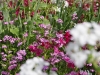 Fleurs