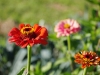 Fleurs château de Launay
