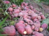Des cailloux