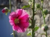 Rose trémière